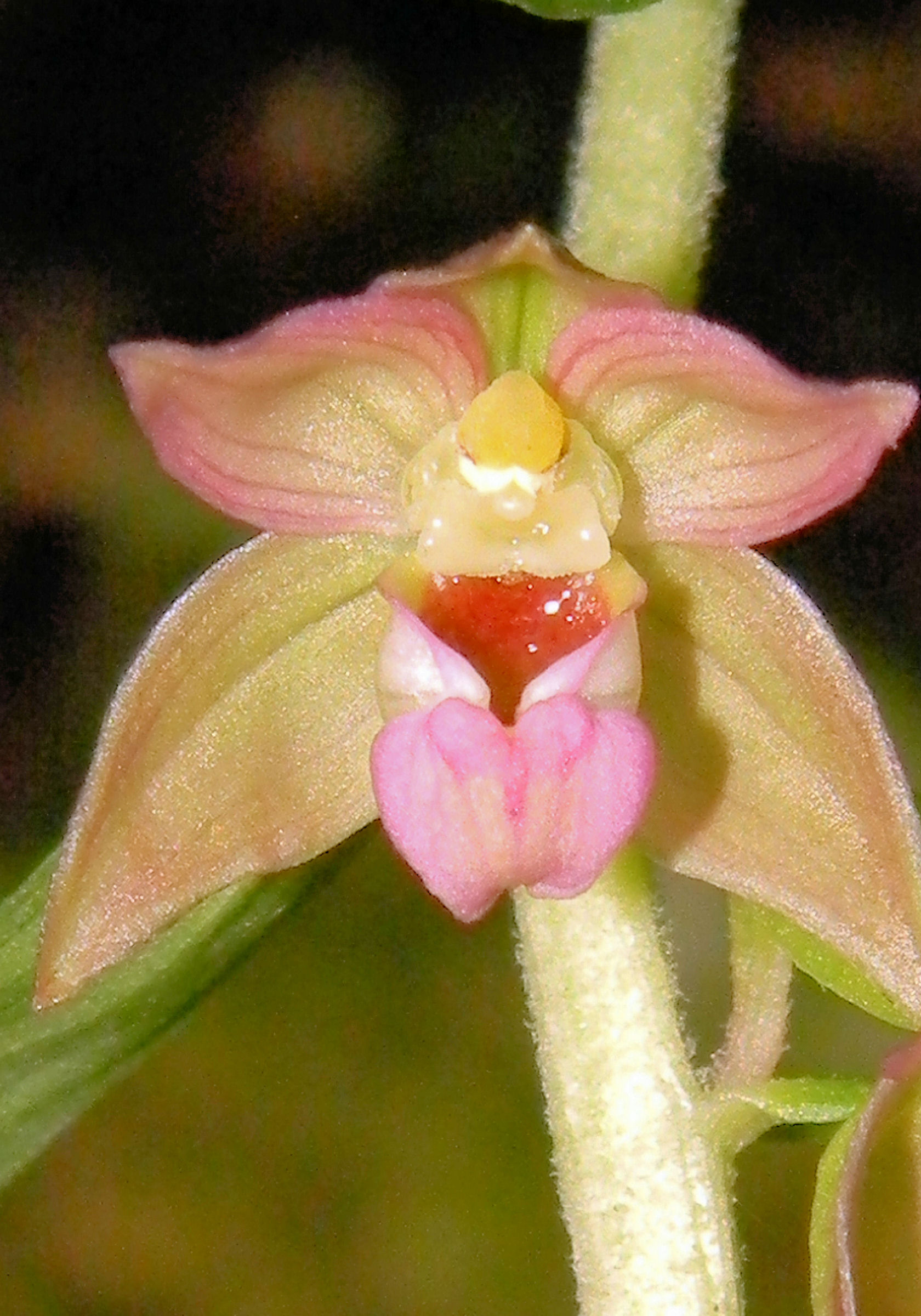 Epipactis meridionalis